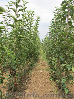 Качественные САЖЕНЦЫ от хороших людей по отличным ценам! Яблони, груши, абрикоси - <ro>Изображение</ro><ru>Изображение</ru> #1, <ru>Объявление</ru> #857274