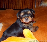 Йоркширский терьер девочки - <ro>Изображение</ro><ru>Изображение</ru> #2, <ru>Объявление</ru> #877515
