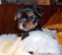 Йоркширский терьер девочки - <ro>Изображение</ro><ru>Изображение</ru> #1, <ru>Объявление</ru> #877515