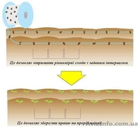 Насінневий шнурок-ваш шлях до успіху !! - <ro>Изображение</ro><ru>Изображение</ru> #5, <ru>Объявление</ru> #880639