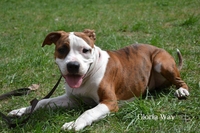 Высокопородные щенки Амстаффа от Чемпионов, - <ro>Изображение</ro><ru>Изображение</ru> #1, <ru>Объявление</ru> #692729