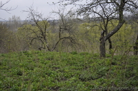 Продам будинок в с. Сокільці - <ro>Изображение</ro><ru>Изображение</ru> #3, <ru>Объявление</ru> #901993