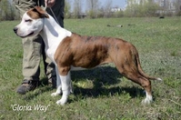 Высокопородные щенки Амстаффа от Чемпионов, - <ro>Изображение</ro><ru>Изображение</ru> #2, <ru>Объявление</ru> #692729