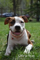 Высокопородные щенки Амстаффа от Чемпионов, - <ro>Изображение</ro><ru>Изображение</ru> #4, <ru>Объявление</ru> #692729