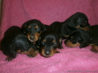 щенки карликовой таксы черной окраски - <ro>Изображение</ro><ru>Изображение</ru> #1, <ru>Объявление</ru> #908307