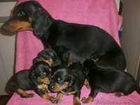 щенки карликовой таксы черной окраски - <ro>Изображение</ro><ru>Изображение</ru> #2, <ru>Объявление</ru> #908307