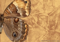 Нанесение венецианской штукатурки. - <ro>Изображение</ro><ru>Изображение</ru> #8, <ru>Объявление</ru> #931550