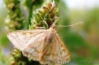 20% настойка восковой моли - <ro>Изображение</ro><ru>Изображение</ru> #1, <ru>Объявление</ru> #944814