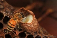 Королевское желе (маточное молочко) - <ro>Изображение</ro><ru>Изображение</ru> #2, <ru>Объявление</ru> #944813