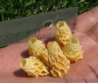 Королевское желе (маточное молочко) - <ro>Изображение</ro><ru>Изображение</ru> #1, <ru>Объявление</ru> #944813