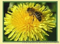 20% настойка прополиса - <ro>Изображение</ro><ru>Изображение</ru> #1, <ru>Объявление</ru> #966840