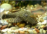 Мирные рыбки, корм и аквариумы - <ro>Изображение</ro><ru>Изображение</ru> #3, <ru>Объявление</ru> #990042