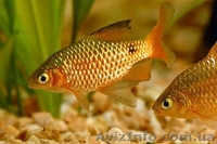 Мирные рыбки, корм и аквариумы - <ro>Изображение</ro><ru>Изображение</ru> #4, <ru>Объявление</ru> #990042