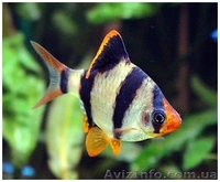 Мирные рыбки, корм и аквариумы - <ro>Изображение</ro><ru>Изображение</ru> #5, <ru>Объявление</ru> #990042