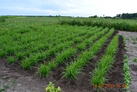 Продам земляной миндаль чуфа - <ro>Изображение</ro><ru>Изображение</ru> #1, <ru>Объявление</ru> #997888