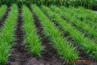 Продам земляной миндаль чуфа - <ro>Изображение</ro><ru>Изображение</ru> #2, <ru>Объявление</ru> #997888