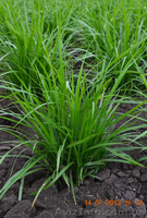 Продам земляной миндаль чуфа - <ro>Изображение</ro><ru>Изображение</ru> #3, <ru>Объявление</ru> #997888