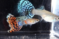 Мирные рыбки, корм и аквариумы - <ro>Изображение</ro><ru>Изображение</ru> #6, <ru>Объявление</ru> #990042