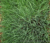 Перо лука оптом - <ro>Изображение</ro><ru>Изображение</ru> #1, <ru>Объявление</ru> #990872