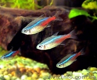 Мирные рыбки, корм и аквариумы - <ro>Изображение</ro><ru>Изображение</ru> #8, <ru>Объявление</ru> #990042
