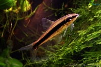 Мирные рыбки, корм и аквариумы - <ro>Изображение</ro><ru>Изображение</ru> #1, <ru>Объявление</ru> #990042