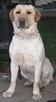 Лабрадор ретривер палевого окраса - <ro>Изображение</ro><ru>Изображение</ru> #2, <ru>Объявление</ru> #1003089