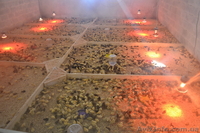 Столовые перепелиные яйца без тары  - <ro>Изображение</ro><ru>Изображение</ru> #7, <ru>Объявление</ru> #1037586