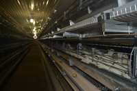 Столовые перепелиные яйца без тары  - <ro>Изображение</ro><ru>Изображение</ru> #5, <ru>Объявление</ru> #1037586