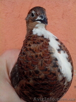 Столовые перепелиные яйца без тары  - <ro>Изображение</ro><ru>Изображение</ru> #6, <ru>Объявление</ru> #1037586