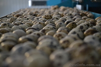 Столовые перепелиные яйца без тары  - <ro>Изображение</ro><ru>Изображение</ru> #1, <ru>Объявление</ru> #1037586