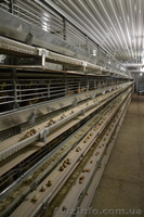 Столовые перепелиные яйца без тары  - <ro>Изображение</ro><ru>Изображение</ru> #2, <ru>Объявление</ru> #1037586