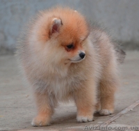 Девочки миниатюрного и померанского шпица - <ro>Изображение</ro><ru>Изображение</ru> #10, <ru>Объявление</ru> #1068873