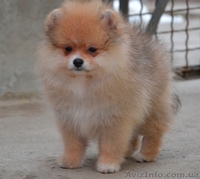 Девочки миниатюрного и померанского шпица - <ro>Изображение</ro><ru>Изображение</ru> #9, <ru>Объявление</ru> #1068873