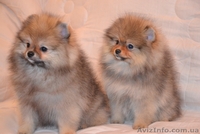 Девочки миниатюрного и померанского шпица - <ro>Изображение</ro><ru>Изображение</ru> #1, <ru>Объявление</ru> #1068873