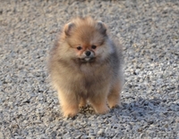 Девочки миниатюрного и померанского шпица - <ro>Изображение</ro><ru>Изображение</ru> #7, <ru>Объявление</ru> #1068873