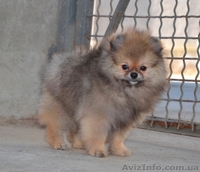 Девочки миниатюрного и померанского шпица - <ro>Изображение</ro><ru>Изображение</ru> #2, <ru>Объявление</ru> #1068873