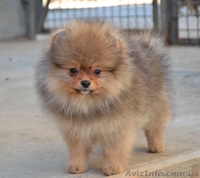 Девочки миниатюрного и померанского шпица - <ro>Изображение</ro><ru>Изображение</ru> #6, <ru>Объявление</ru> #1068873