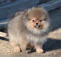 Девочки миниатюрного и померанского шпица - <ro>Изображение</ro><ru>Изображение</ru> #4, <ru>Объявление</ru> #1068873