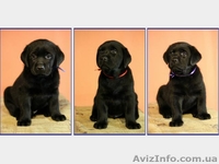 Щенки лабрадора ретривера (Черные девочки) - <ro>Изображение</ro><ru>Изображение</ru> #1, <ru>Объявление</ru> #1088047
