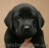 Щенки лабрадора ретривера (Черные девочки) - <ro>Изображение</ro><ru>Изображение</ru> #3, <ru>Объявление</ru> #1088047