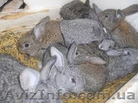 ПРОДАМ КРОЛИКОВ РАЗНОГО ВОЗРАСТА (ОТ 80 ГРН.) - <ro>Изображение</ro><ru>Изображение</ru> #1, <ru>Объявление</ru> #1096751