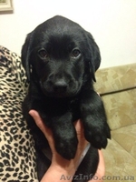 Щенки лабрадора ретривера (Черные девочки) - <ro>Изображение</ro><ru>Изображение</ru> #4, <ru>Объявление</ru> #1088047