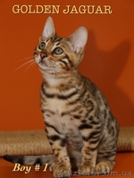 Бенгальские котята для дома и разведения - <ro>Изображение</ro><ru>Изображение</ru> #1, <ru>Объявление</ru> #1149291