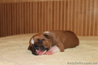 Прекрасные малыши американского стаффордширского терьера - <ro>Изображение</ro><ru>Изображение</ru> #2, <ru>Объявление</ru> #1142528