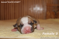Прекрасные малыши американского стаффордширского терьера - <ro>Изображение</ro><ru>Изображение</ru> #3, <ru>Объявление</ru> #1142528
