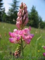 Продам семена Эспарцета - <ro>Изображение</ro><ru>Изображение</ru> #1, <ru>Объявление</ru> #1154608