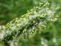 Продам семена Тимофеевки - <ro>Изображение</ro><ru>Изображение</ru> #1, <ru>Объявление</ru> #1154609