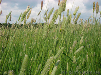 Продам семена Тимофеевки - <ro>Изображение</ro><ru>Изображение</ru> #2, <ru>Объявление</ru> #1154609