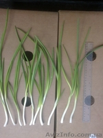 Перо лука оптом - <ro>Изображение</ro><ru>Изображение</ru> #3, <ru>Объявление</ru> #990872