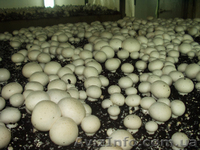 Мицелий шампиньона (печериці), вешенки  (гливи), шиитаке - <ro>Изображение</ro><ru>Изображение</ru> #2, <ru>Объявление</ru> #1189089